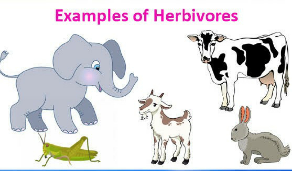 Знайте разницу между травоядными и плотоядными животными