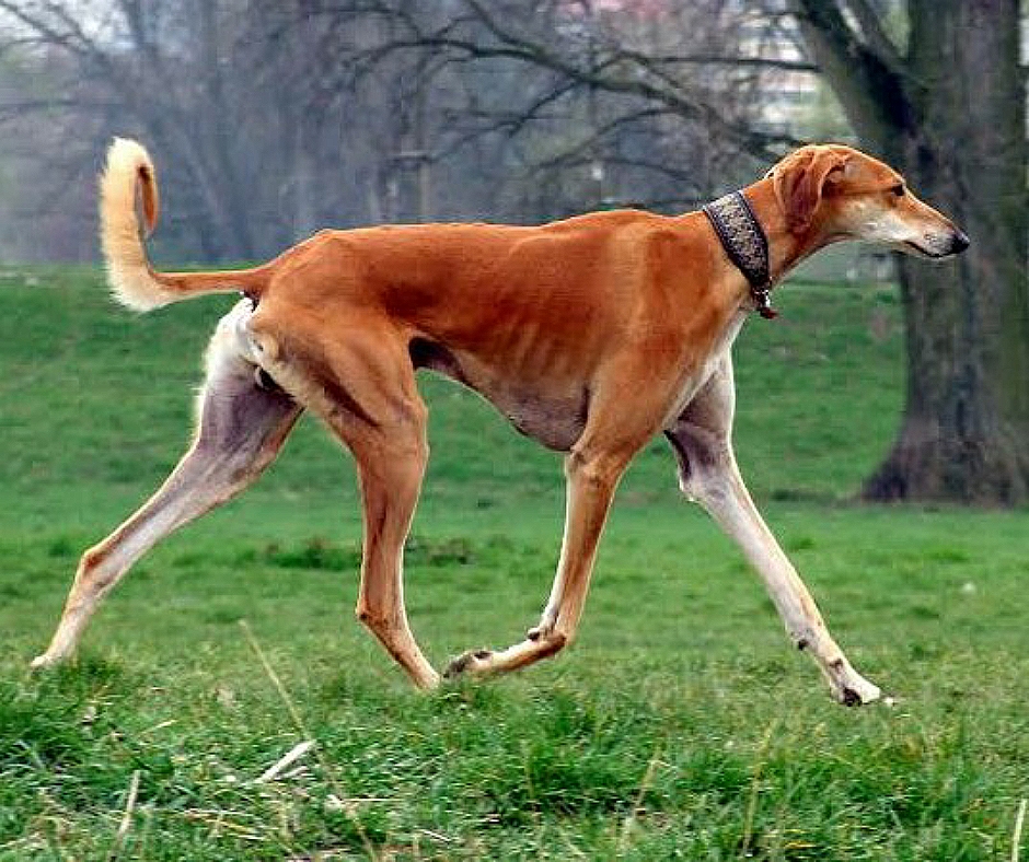Самые быстрые породы собак в мире