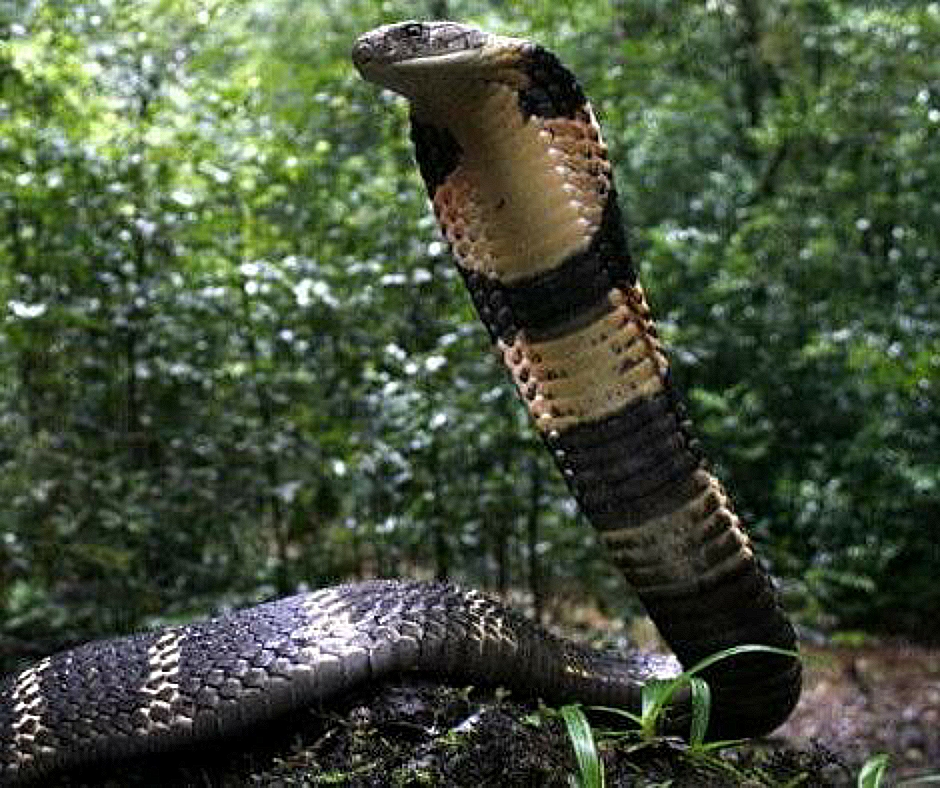 Самая большая змея в мире найдена мертвой