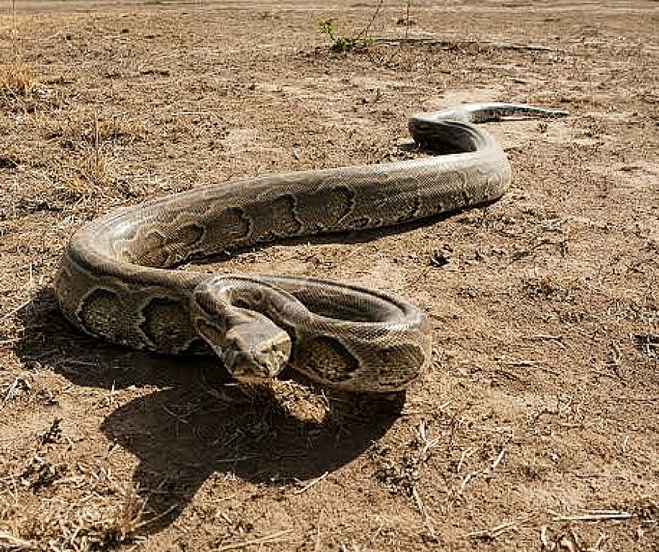 Какая самая большая змея в мире? 
