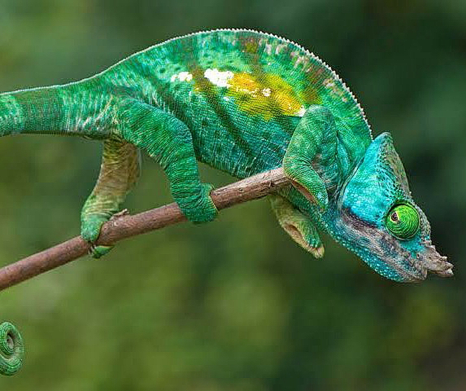 Какое животное самое красивое