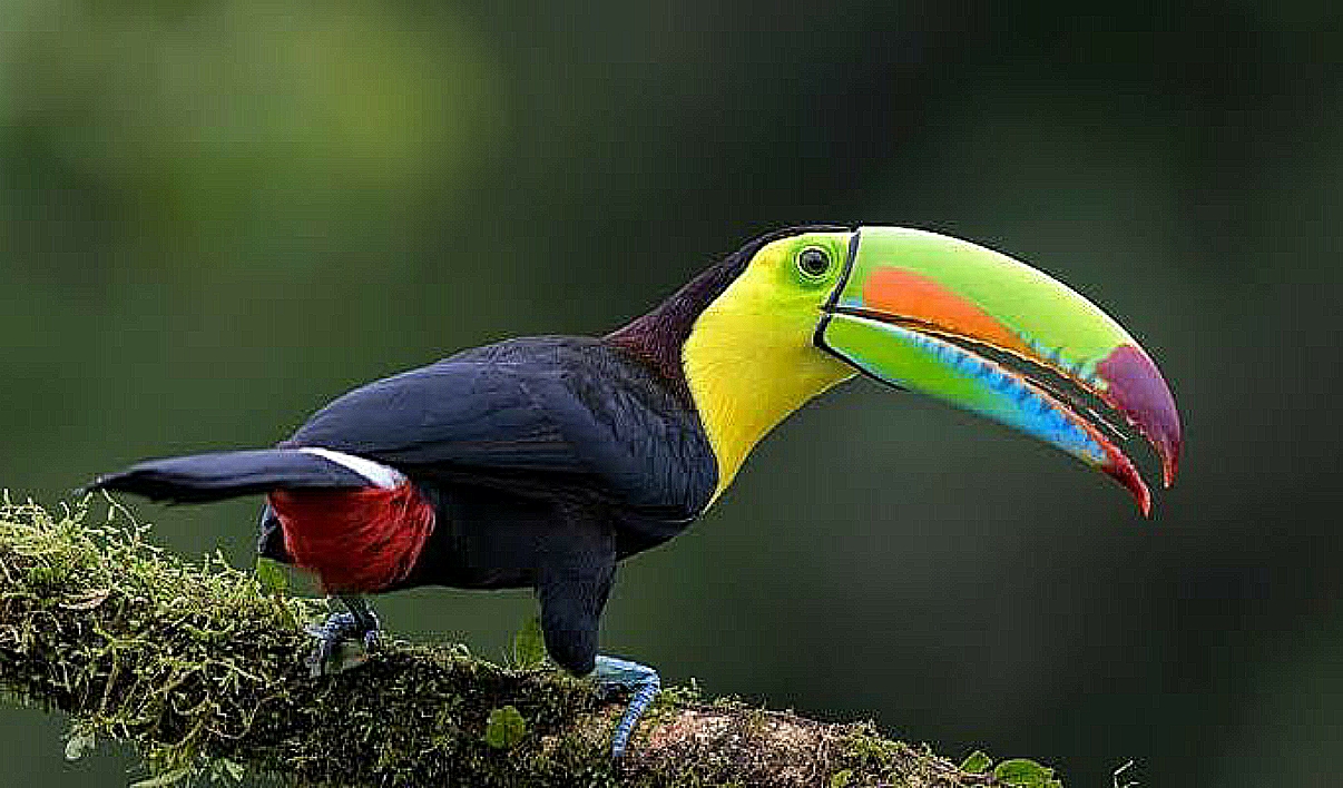 фото самых красивых птиц мира