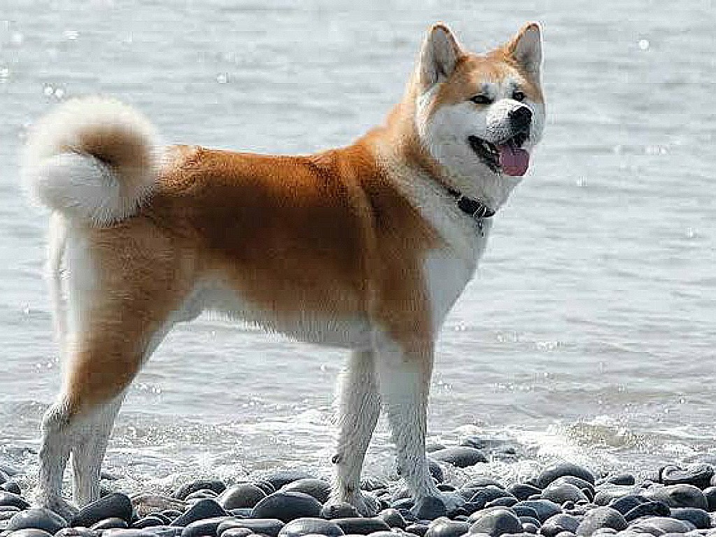 самые смелые породы очаровательных собак