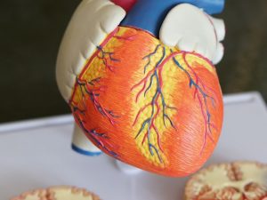 How the arteries and veins works