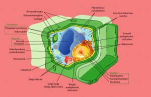 Plant & Animal Cell Differences