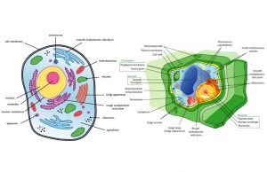 What are the differences between animal and plant cells