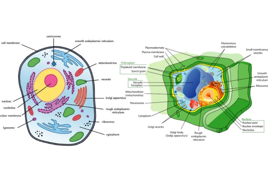 What are the differences between animal and plant cells