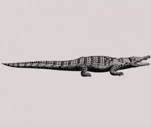 Alligator vs Crocodile, All Differences Explained