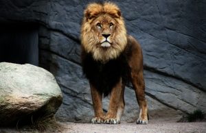 Why Are Lions Called the King of The Jungle? Answered - Bscholarly