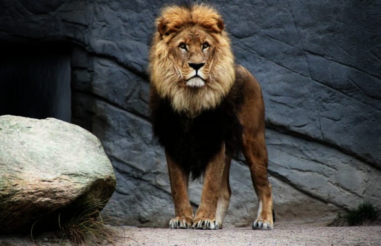 Why Are Lions Called the King of The Jungle Answered Bscholarly