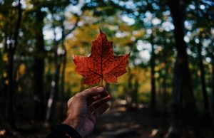 Country Comparison Canada vs Australia