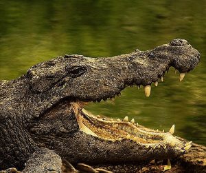 Crocodile vs alligator size