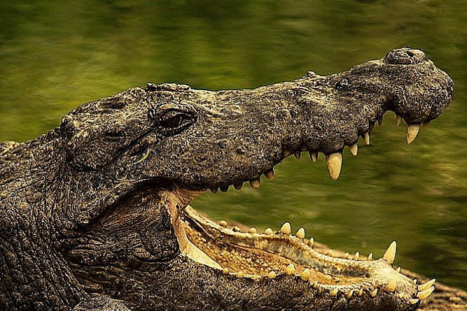 Crocodile vs alligator size