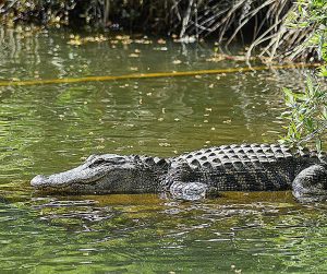 Difference between alligator and crocodile and caiman