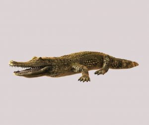 Difference between alligator and crocodile teeth
