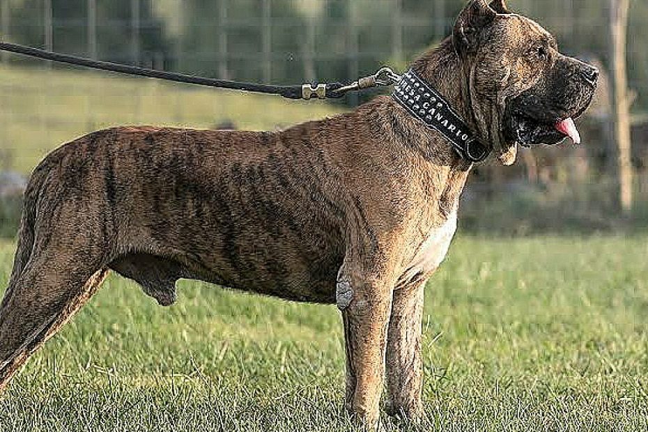 Dog breeds too dangerous for home