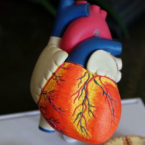 Heart vs brain debate