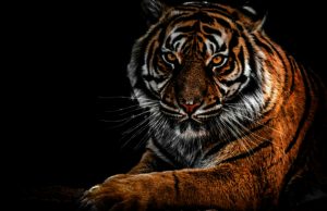 If a Tiger Fought a Lion, Which Animal Would Win