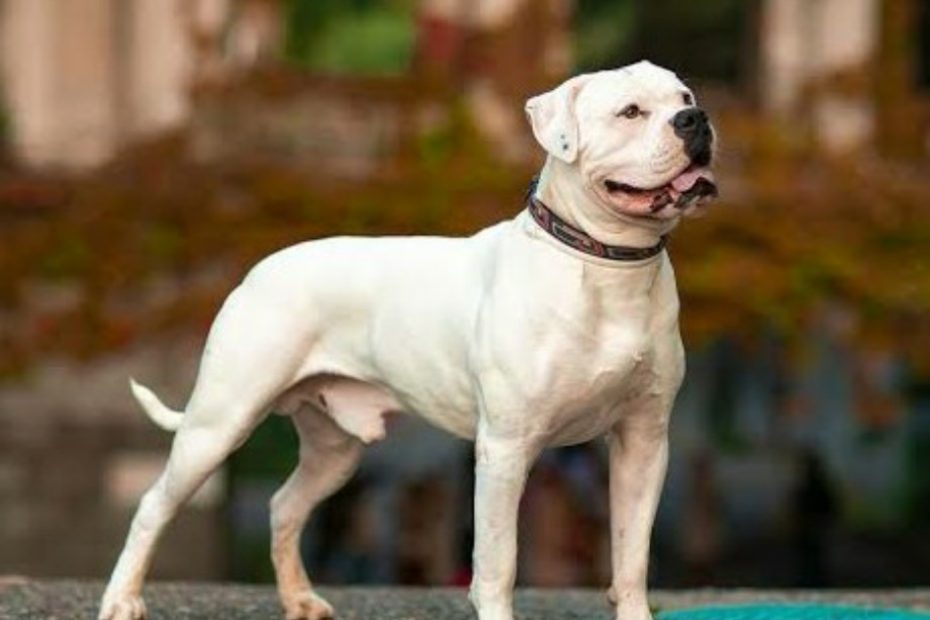 Most Dangerous Dog Breeds in the World (With Pictures): Top 11