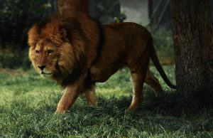Why is the lion considered the King of the Jungle?