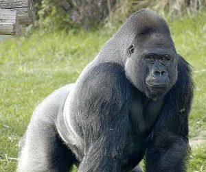 Strongest Animals In The World (With Pictures): Top 13 Most Powerful