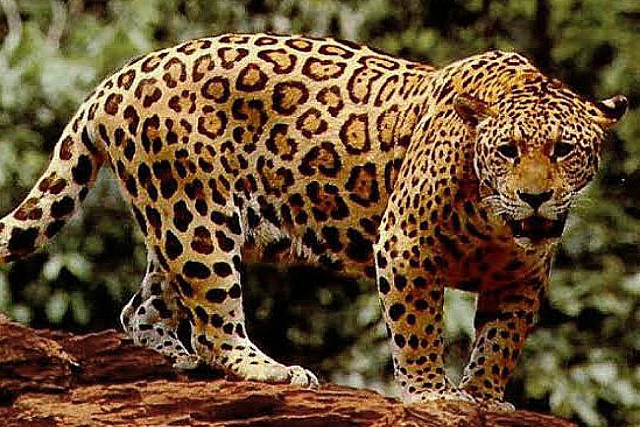 Strongest Animals In The World (With Pictures): Top 13 Most Powerful