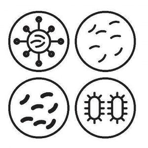 Asexual vs Sexual Reproduction - Difference and Comparison