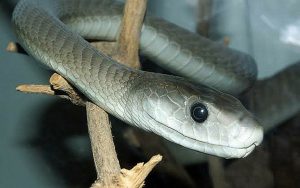 Deadliest snake in Australia