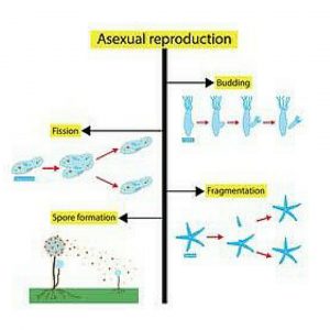 Difference between asexual and sexual reproduction in plants