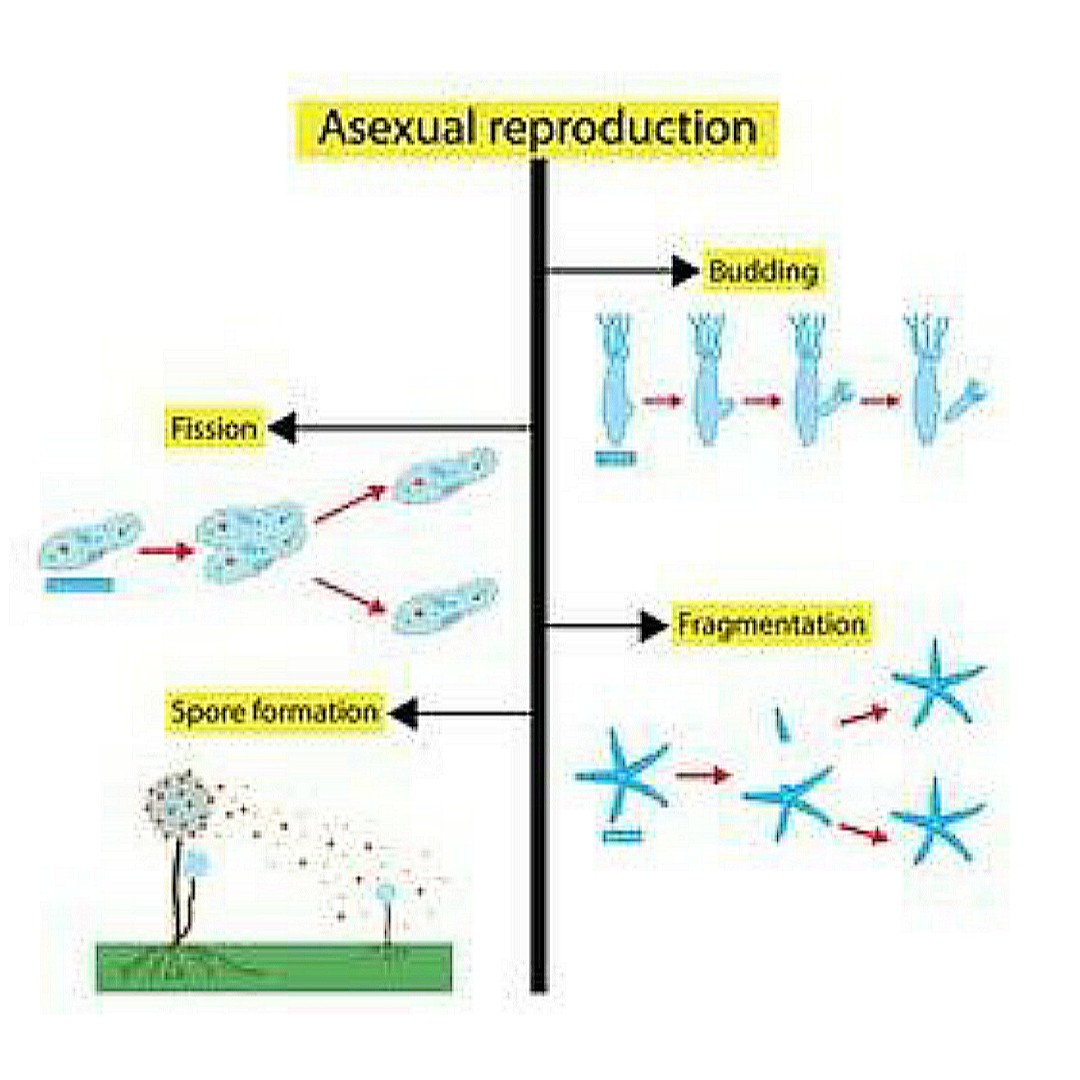 Differences Between Asexual and Sexual Reproduction - Bscholarly