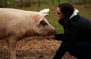 How farm animals useful to us