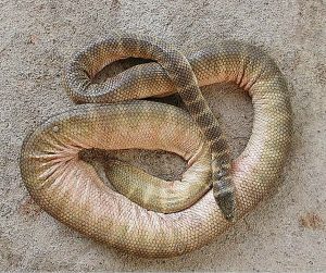 List of dangerous snakes 