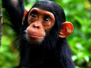 Smartest Animals In The World (With Pictures): Top 8 Most Intelligent
