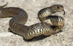 Most venomous snakes in the world ranked