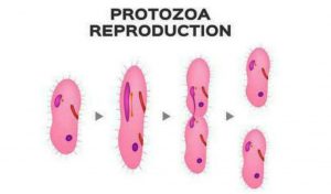 Sexual vs Asexual Reproduction