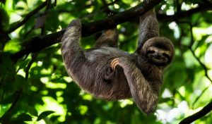 Weakest Animals In The World (With Pictures): Top 12 Laziest - Bscholarly