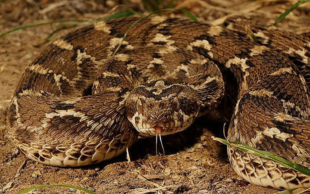 Most Dangerous Snakes In The World (With Pictures): Top 11 Deadliest