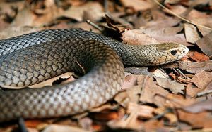 most poisonous snakes in the world 2022