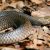 Most Dangerous Snakes: Top 7 Deadliest