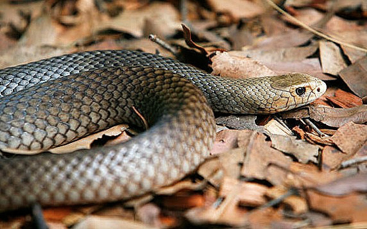 20 Most Venomous Snakes Deadliest Snakes Ranked By Venom - Earnca.com