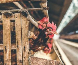 Cost Of Starting a Poultry Farm In Nigeria