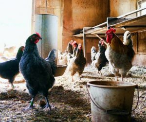 Costs & Requirements of Starting a Poultry Farm in Nigeria