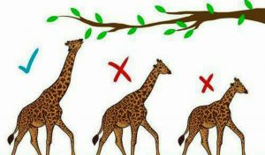 Difference Between Natural and Artificial Selection