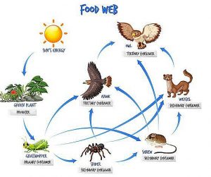 Food chain vs food web diagram