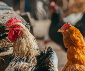 How Much Will It Cost Me To Start A Poultry Farm? 