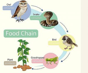Mention difference between food chain and food web