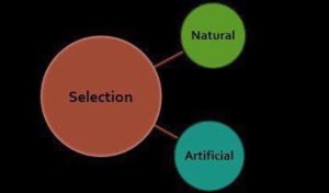 Natural vs Artificial Selection