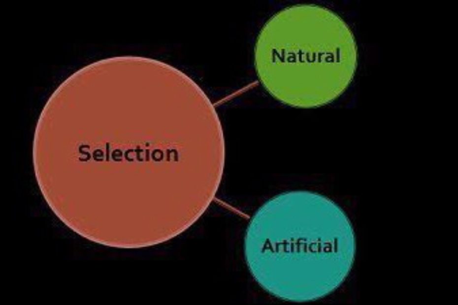 Natural vs Artificial Selection