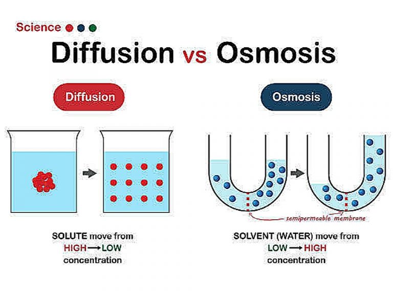 Differences Between Osmosis and Diffusion - Bscholarly