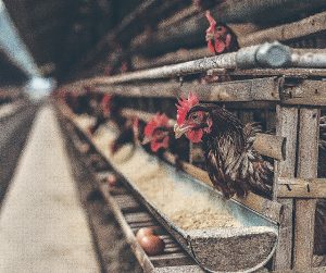 Poultry farming in Nigeria 2022